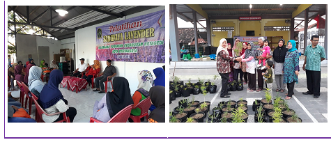 Tanggulangi Nyamuk DB Kecamatan Kotagede Canangkan Tanaman Ratusan Lavender